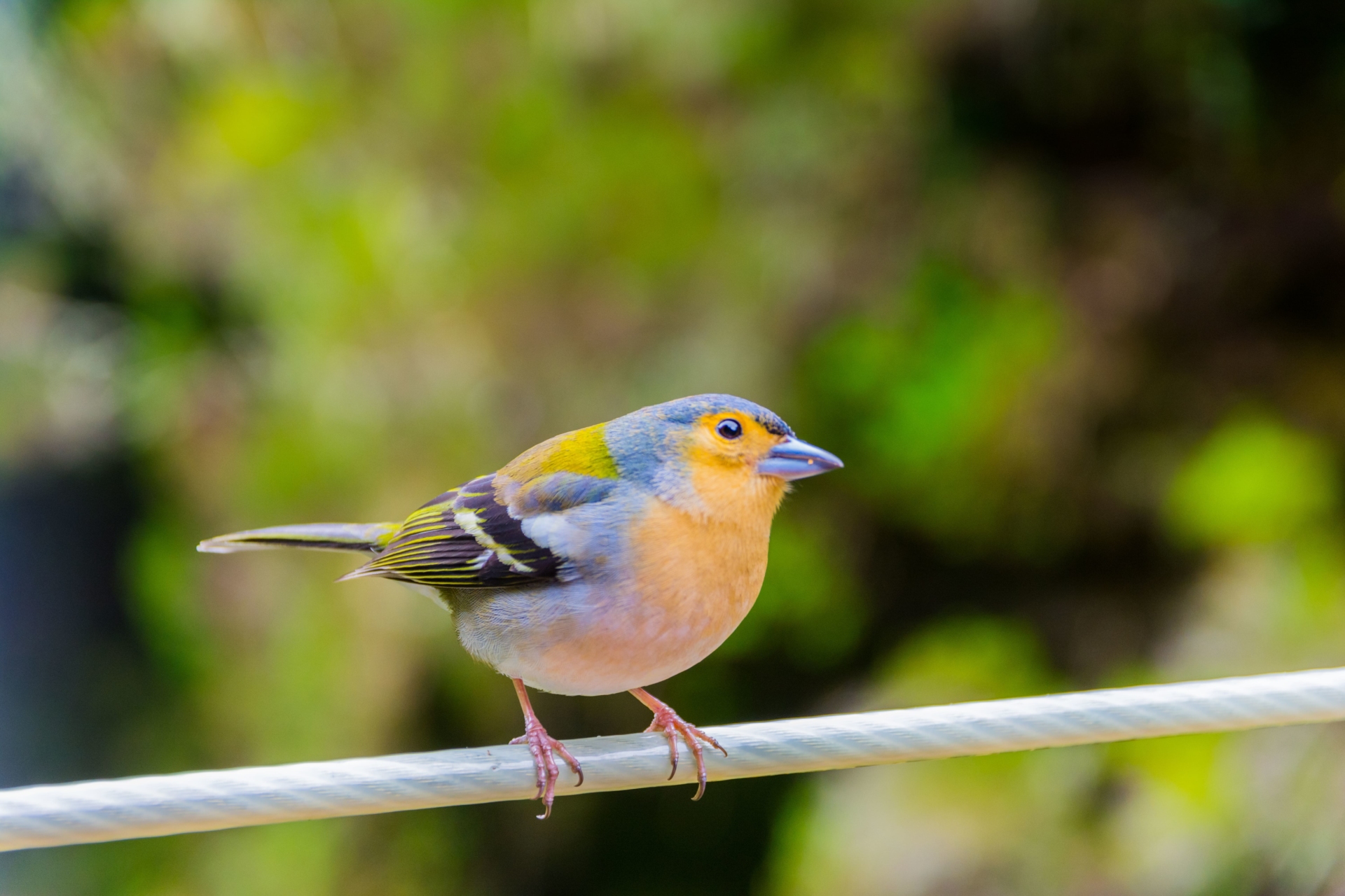 Oiseau endémique de Madère