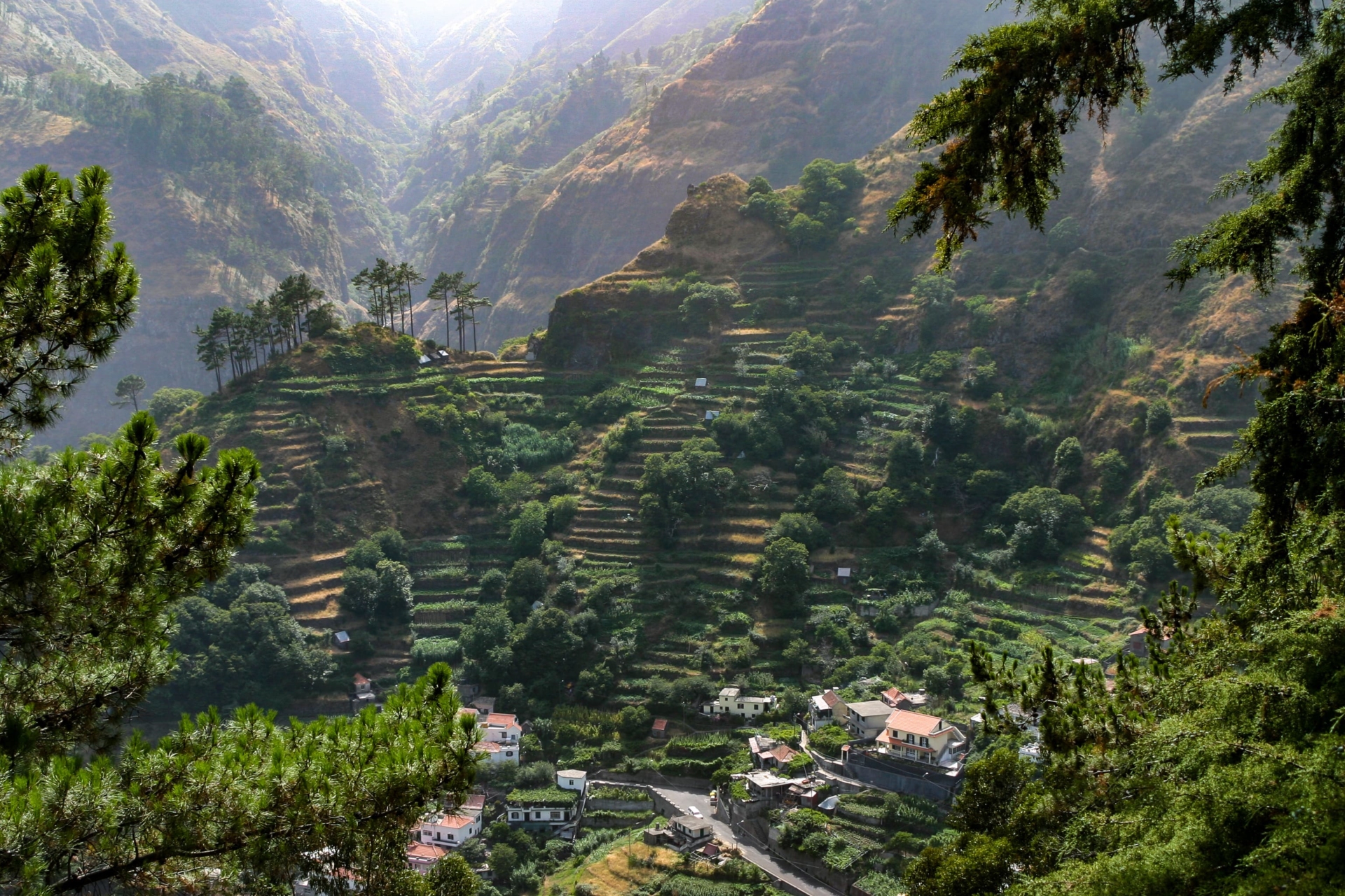 Cultures en terrasses de Madère